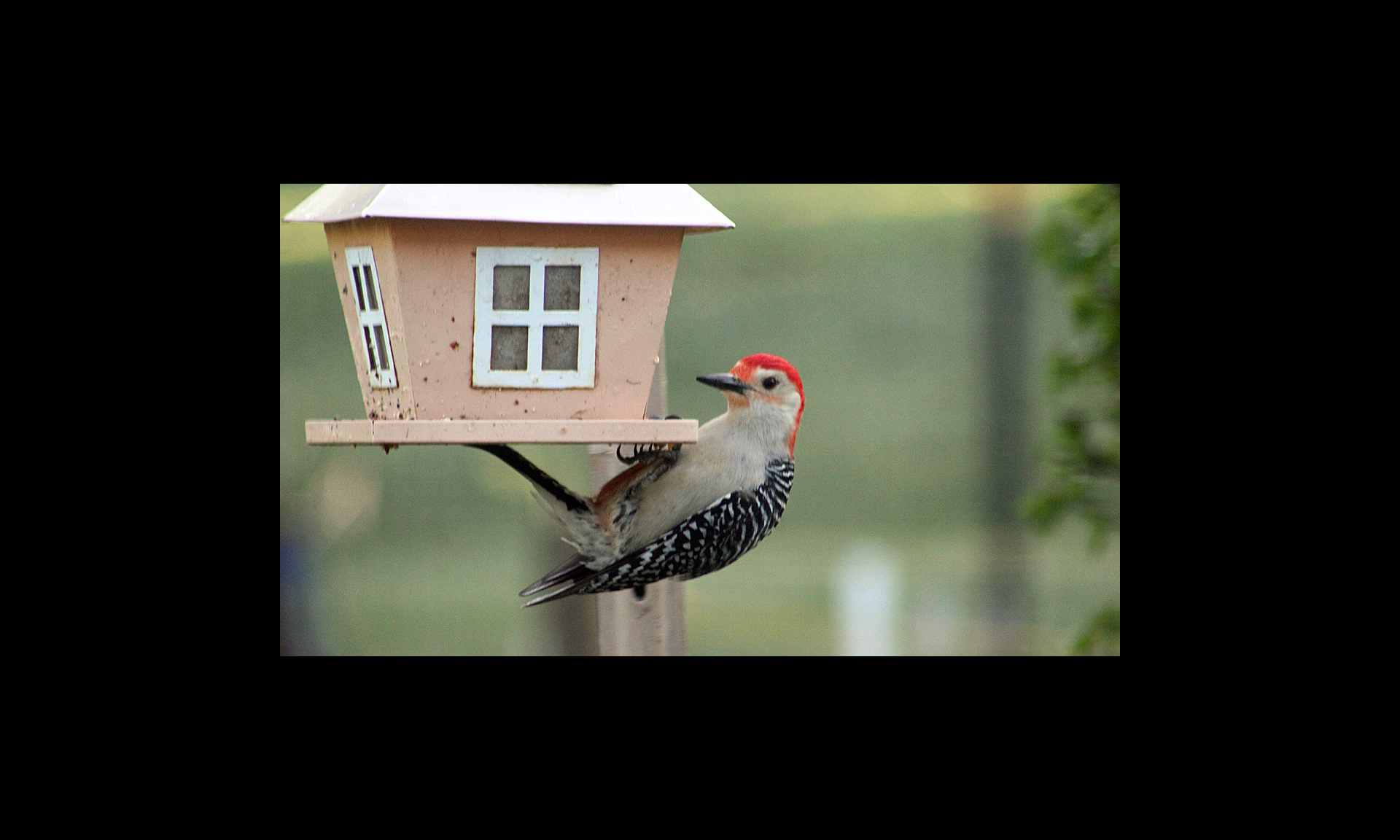bird 1