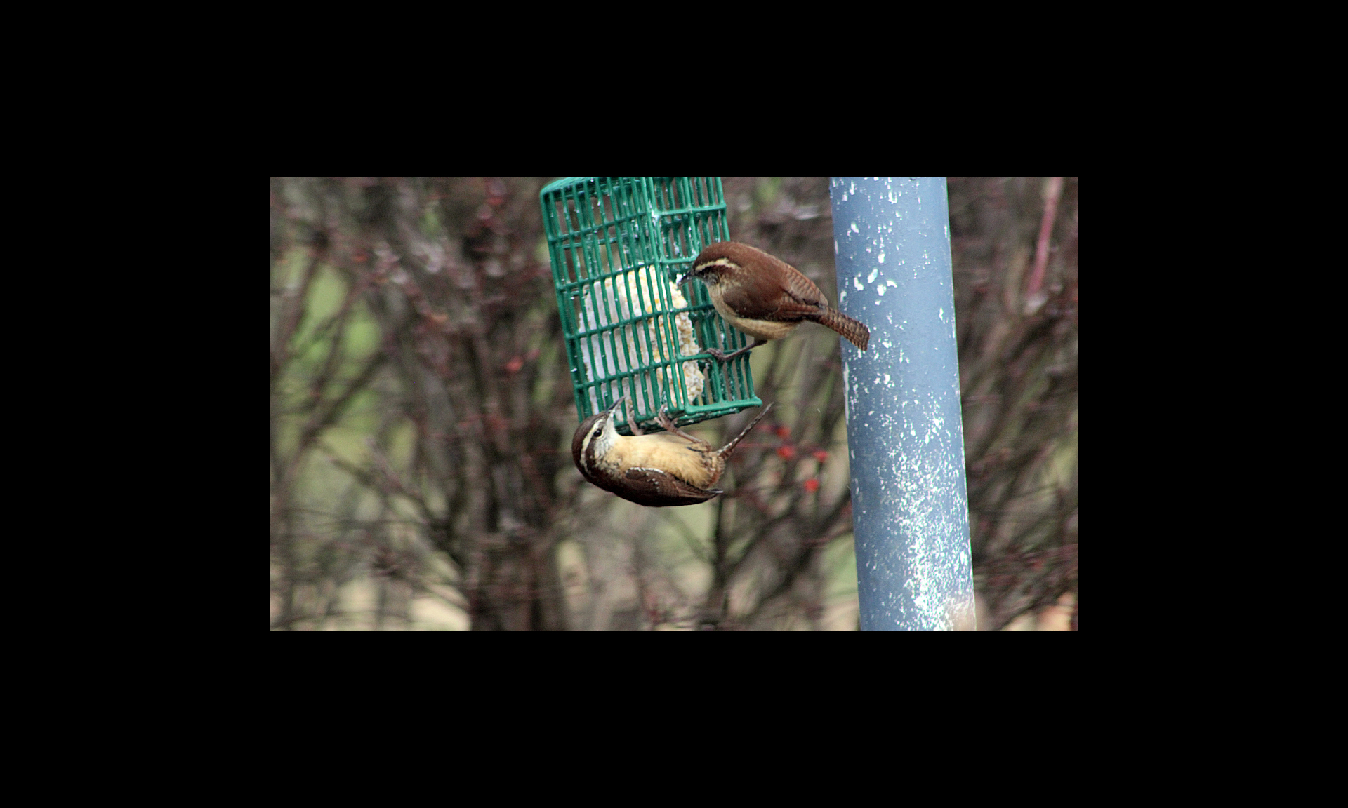 bird 2
