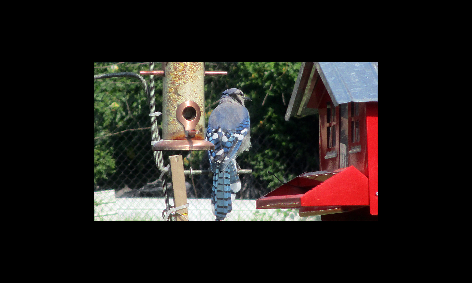 bird 3