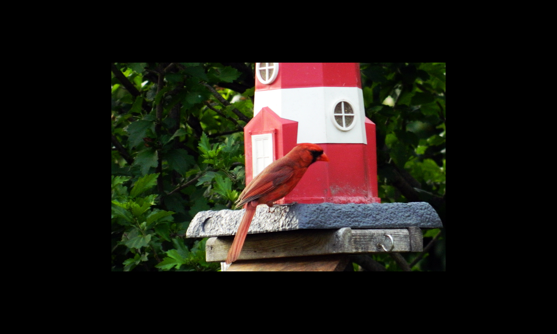 bird 4