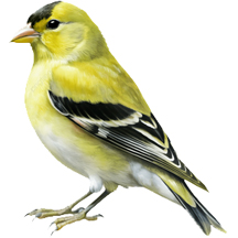 American Goldfinch