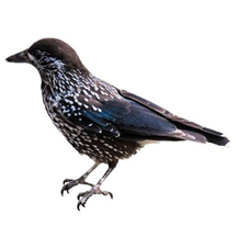 European Starling
