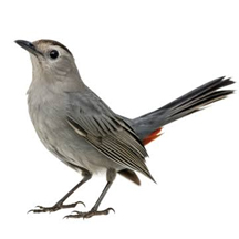 Gray Catbird