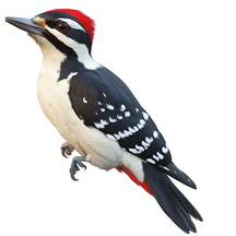 Hairy Woodpecker