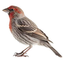 House Finch