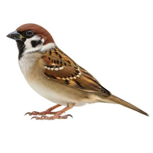 House Sparrow