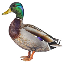 Mallard Duck