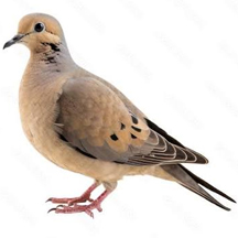 Mourning Dove