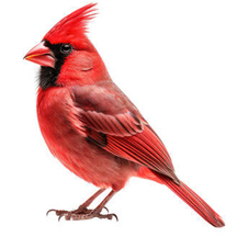 Northern Cardinal