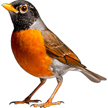 American Robin