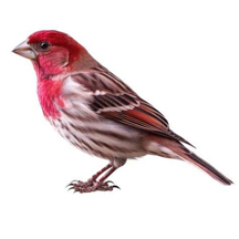 Purple Finch