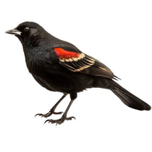 Red-Wing Blackbird