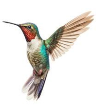 Ruby-throated Hummingbird