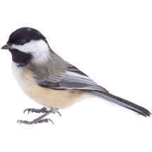 Black-Capped Chickadee