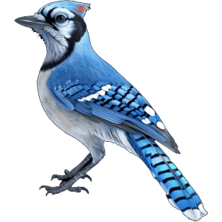 Blue Jay