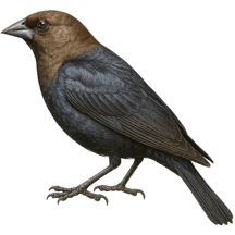 Brown-headed Cowbird