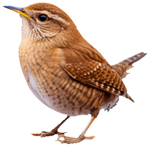 Carolina Wren