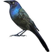 Common Grackle