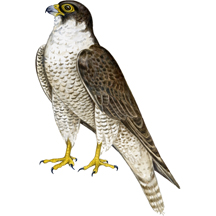 Coopers Hawk